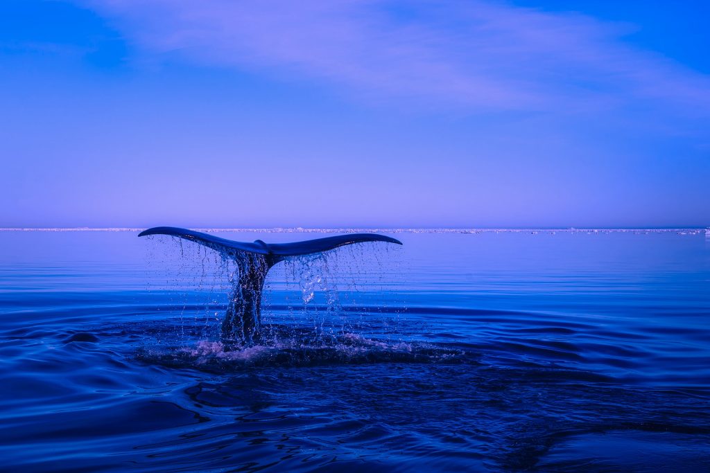 Чем знаменит синий кит